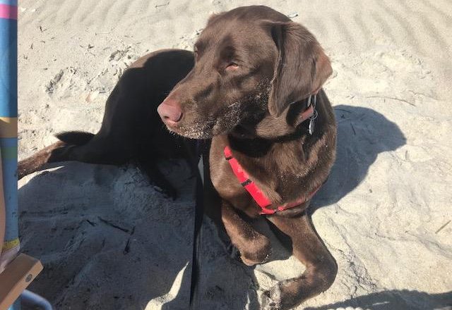 Maintaining a Healthy Diet For Your Dog
